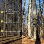Flameup Premium Buchen-Brennholz 25 cm – Kammergetrocknet & ofenfertig (Restfeuchte < 18 %) – Naturbelassenes Kaminholz für Kamin & Ofen (180 kg bis 500 kg Großgebinde) - Image 5